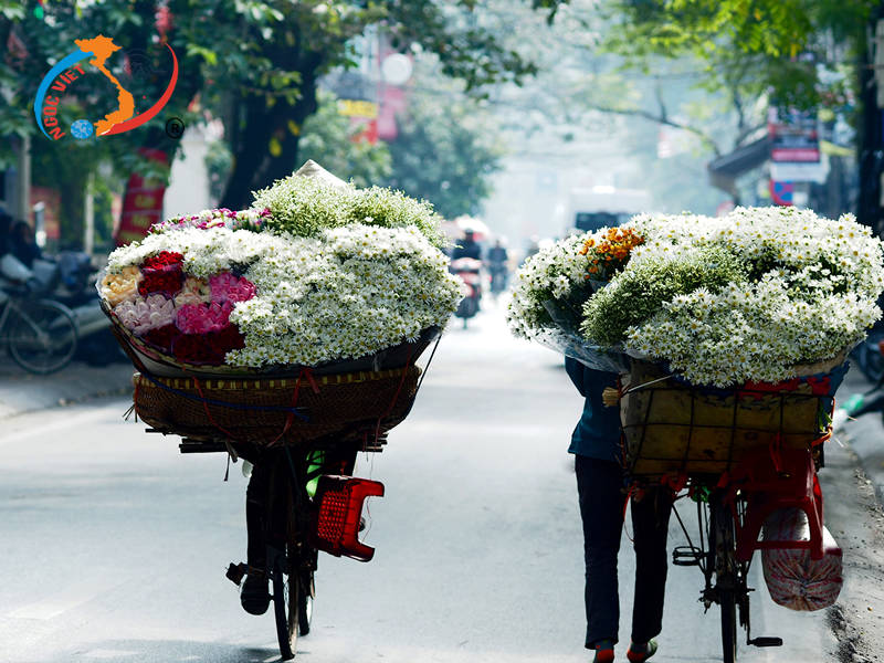 Du khách phải xao xuyến trước vẻ đẹp của hoa Cúc họa mi ở Hà Nội
