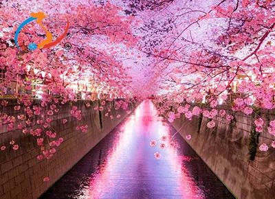 Du lịch Nhật Bản bốn mùa với cảnh sắc theo từng mùa cực đẹp