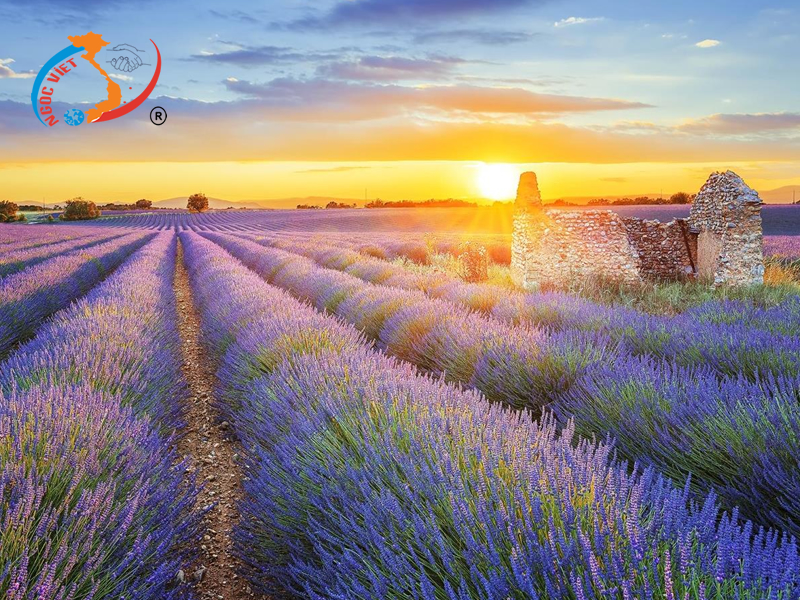 Cánh đồng hoa oải hương tại Provence, Pháp
